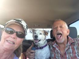 Everyone! Drum roll please!! 🥁 ✨ Introducing… BENNY! Benny is an  approximately three year old Jack Russell mix who is currently being  fostered in Boise Idaho ! He is supported through Green