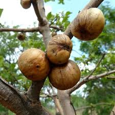 Image result for Vangueria vestita