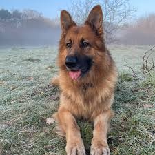 Image result for german shepherd dog
