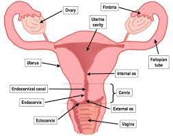 It has an internal part made of smooth muscle (thus involuntary) and an external part made of skeletal muscle (thus voluntary). Male And Female Reproductive System A Comprehensive Introduction Tips Share