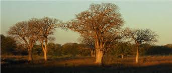 Image result for Schinziophyton rautanenii