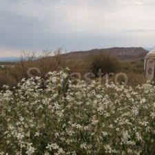 We did not find results for: Clematis Heracleifolia China Purple Sarastro Stauden