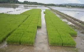 Beberapa cara penanaman dan pola penanaman padi yang sering diterapkan petani untuk bercocok tanamn seperti jarak 1.2 tujuan 1. Langkah Langkah Cara Menanam Padi Bibit Online