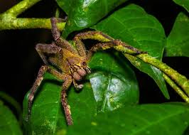 Check spelling or type a new query. 5 Types Of Banana Spiders From Harmless To Venomous Storyteller Travel