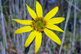 Image result for Orthochilus subulatus