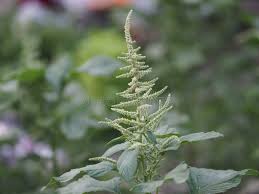 Image result for Amaranthaceae