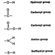 Carboxyl Functional Group Structure Sketch Template Functional Group Chemistry Lessons Chemistry Study
