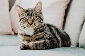 Cats with epilepsy can suffer from multiple seizures a day, and according to the epilepsy foundation, pharmaceutical medications prove ineffective for some patients. Guide To Cbd Oil For Cats Everything You Need To Know Comprehensive Guide