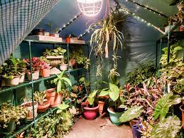 Maybe you would like to learn more about one of these? My Greenhouse Got A Heat Lamp Tonight Prepping For Some Freezing Weather This Week Greenhouses