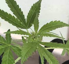 When Should I Start Using Tiger Bloom Outdoor Growing I Love Growing Marijuana Forum