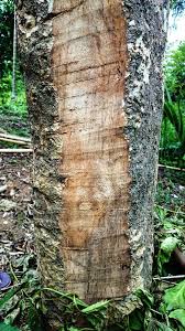 Image result for Premna sp.