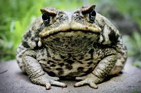 See full list on livescience.com South Korean Man Dies After Eating Toads Bbc News