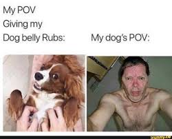 My Pov Giving Dog Belly Rubs My Dog S Pov Ifunny Funny Memes About Girls Funny Relatable Memes Funny Animal Memes