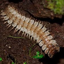 Black And Yellow Millipede Millipedes Vs Centipedes How To Keep Both Out Of Your Home Millipede Centipede Household Pests