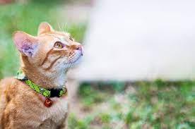 As far as we can tell, cats have a homing instinct, which means that they can perceive direction using something beyond the five ordinary senses of taste, smell, sight, touch and hearing. Can Cats Find Their Way Home