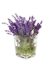 There are about 40 different varieties and the lavender color may vary a little depending on the time of the year. Bouquet Of Picked Lavender In Vase Over White Background Lavender Flowers Dried Flowers Lavender Cottage