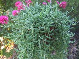 Pin On Garden Beauty
