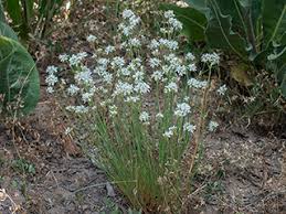 Image result for Entada arenaria