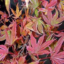 An upright grower with a spreading canopy. Japanese Maples Page 3 Essence Of The Tree