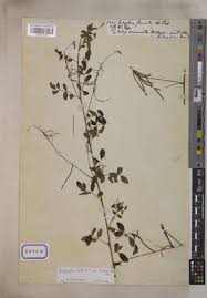 Image result for Indigofera subulata