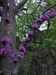 Check spelling or type a new query. Found This On My Walk Flowers Growing Right Out Of The Trunk What Tree Is It Whatsthisplant