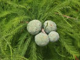 Image result for Taxodium