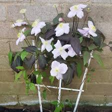 A vigorous deciduous climber, in late spring it is covered with a mass of small blooms for a period of about four weeks. Clematis Montana Mayleen Clematis Montana Mayleen In Gardentags Plant Encyclopedia