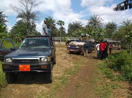 Image result for Orthopichonia schweinfurthii