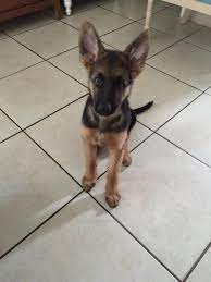 Baron My 4 Month Old Gsd Http Ift Tt 2svd6gq Gsd Puppies German Shepherd Gsd