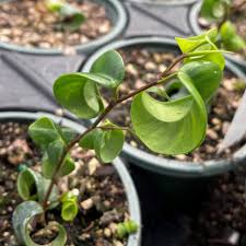 Image result for Ficus conraui