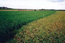 Fodder Oats