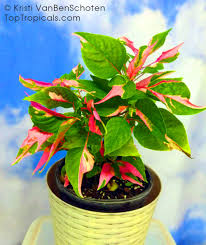 Are they hard to care for? Alternanthera Ficoidea Calico Plant Joseph S Coat Joyweed Toptropicals Com