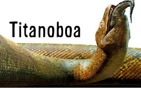 They could grow up to 12.8 m long and reach a weight of 1,135 kg.1. Facts About The Titanoboa Dane Bank Primary School