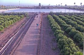 Agdal Gardens Country Roads Marrakech Meadow