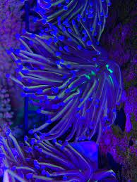 Ny knicks new york knicks. Fs Indo Gold Torch W Neon Green Mouths Rare Reef Central Online Community