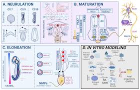 Synoptic Table Of The Carnegie Stages 20 - 23 | Embryology.Ch