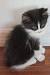 Tuxedo Norwegian Forest Cat