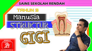 Gigi online worksheet for tahun 3. Sains Tahun 3 Struktur Gigi Manusia Youtube