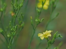 Image result for Limeum sulcatum