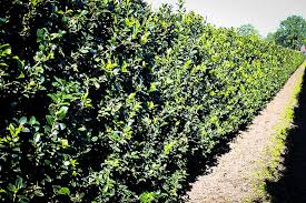Let your family and friends (or your customers) know about the big events in your life by sending announcements. Blue Maid Holly Bushes For Sale The Tree Center
