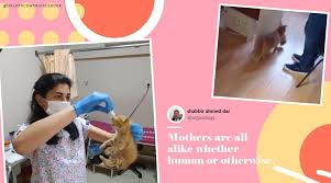 Maybe you would like to learn more about one of these? Stray Cat In Turkey Takes Kittens To Vets To Seek Help Video Goes Viral Trending News The Indian Express