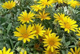 Gazania rigens, gazania splendens семейство астровые (asteraceae). Datei Gazania Rigens Sun Gold 2 Jpg Wikipedia