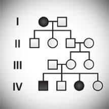 Mendelian Genetics Probability Pedigree And Chi Square Statistics Hhmi S Biointeractive Genetics Teaching Biology Biology Classroom
