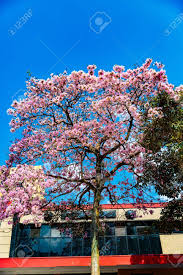 We did not find results for: San Jose Costa Rica March 31 2017 Tabebuia Rosea Also Called Pink Poui Rosy Trumpet Tree The Name Roble De Sabana Meaning Savannah Oak Is Widely Used In Costa Rica Stock