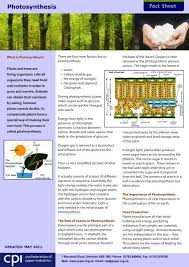 Glycogen is the storage form of glucose in animals. Fact Sheet Photosynthesis Cpi Confederation Of Paper Industries