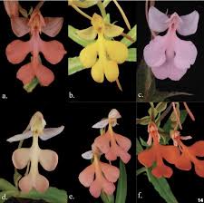 Image result for Habenaria arenaria