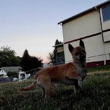 Maybe you would like to learn more about one of these? Pets For Adoption At Second Chance Dog Rescue In San Diego Ca Petfinder