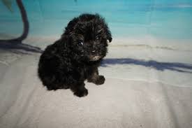 After loosing my 13 year old maltipoo named skeeter, my whole family was completely devastated. Sold Pepper Black Male Ckc Maltipoo He Knows He S The Perfect Puppy For You Tlc Puppy Love