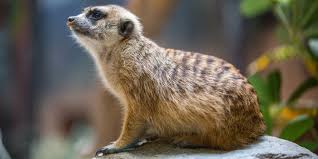 Download different kinds of animal with brown fur vector art. Meerkat Smithsonian S National Zoo
