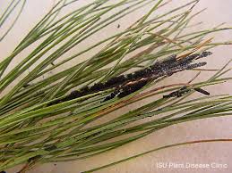 Image result for sooty mould